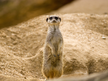 Sweet meerkat - meerkat, animal, namibia, africa, nature, mammal