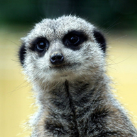 Meerkat