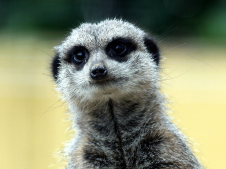 Meerkat - suricat, animal, meerkat, africa