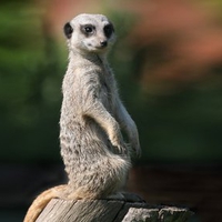 Sweet meerkat