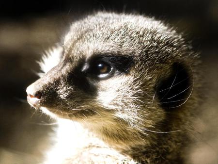 Meerkat - animal, mammal, meerkat, africa