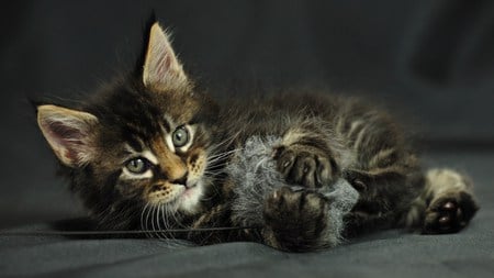 Sweet kitten - animal, kitten, paw, feline, cat