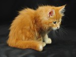 Sweet ginger kitten