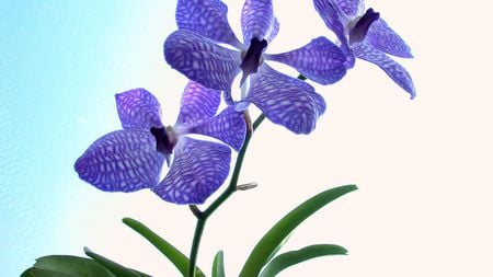 Delicate orchids - orchid, flower, nature, purple