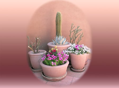 a cactus centerpiece with flowers - gorgeous, stilllife, beautiful, view