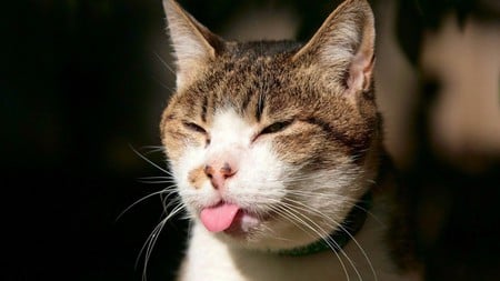 Back at You! :) - tongue, cat, silly, funny, cute