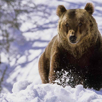 Marsican Brown Bear