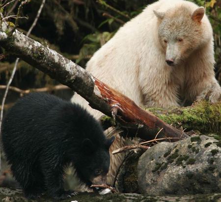 Spirit bear and black cub - cub, bear, animals, black, spirit, and