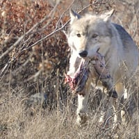 denali road lottery wolf