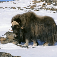 Muskox In Snow