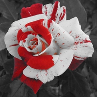 The Splendor of Life for Denise