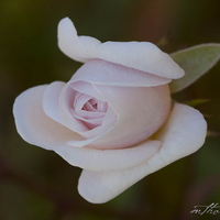 Delicate Rose for Betty Anne