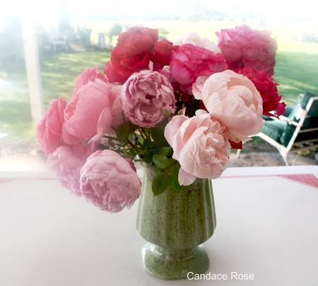   Roses - roses, beautiful, flowers, window, vase, still life