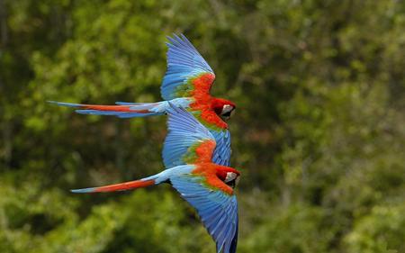 Red-and-green-Macaw - animals, bird, nature, flying, red, parrots, blue, green, colors, birds, macaw