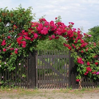 Roses Arbor