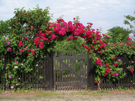 Roses Arbor - arbor, roses, red, beautiful, enter, garden