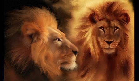 Lions - head, lions, beautiful, eyes, lion, couple, animals