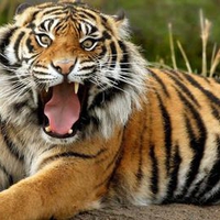 Huge-Tiger