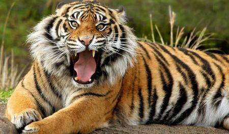 Huge-Tiger - mouth, animals, eyes, tiger, huge