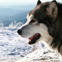 dog-winter-snow