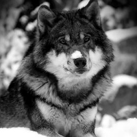 Snow-on-the-nose-of-a-wolf