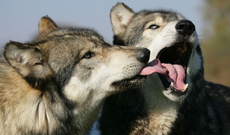 nice wolf - wolf, nice, twin, couple, animals, cute