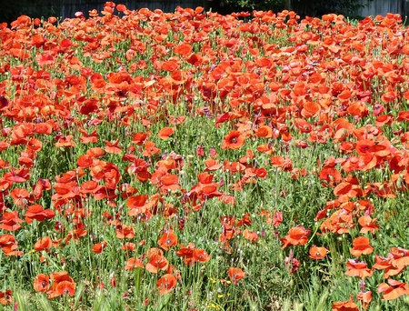 poppies - red, poppies, beautiful, flowers, field, nature