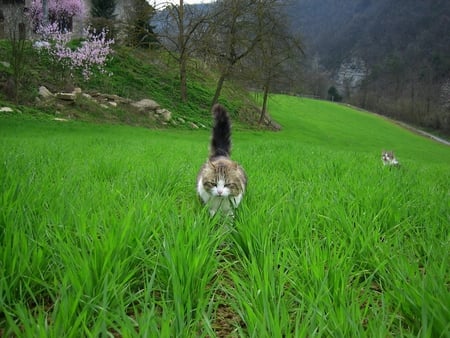 wheat field - wheat, cats, beautiful, field, spring