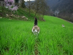 wheat field