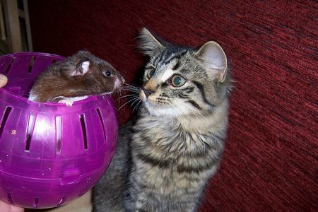 Toto and Honey - hamster, nice, funny, cat