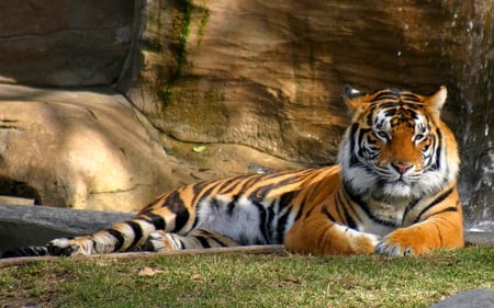 TIGER~THE SPY IN THE JUNGLE - tiger, relaxing, gool, wildlife