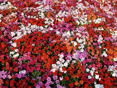 Bed of Impatiens - flowers, bed, white, red, impatiens, orange, pink