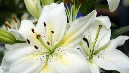 White Lilies - white, lilies, nice, flowers, nature, green