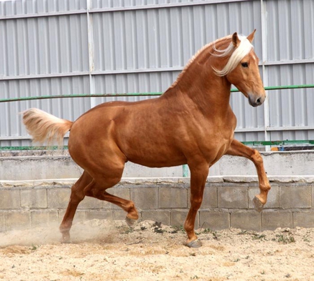 Palomino Beauty - spanish, horses, palomino, andalusian