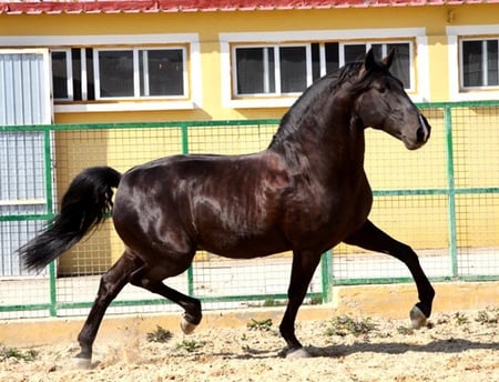 Sanson - black, spanish, horses, bay, andalusian