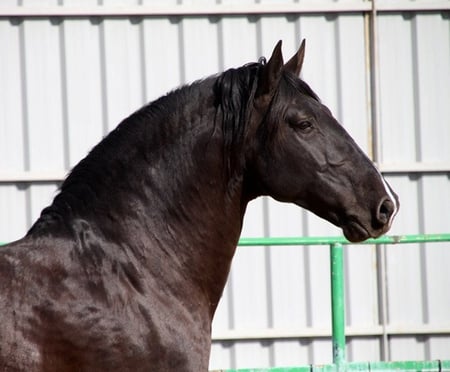 Iberian Barroque Head - horses, iberian, spanish, andalusian, bay, black