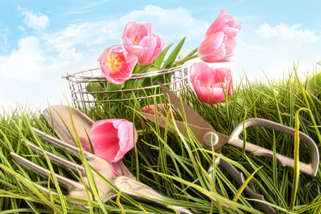 Tulips - nice, sky, photography, tulips, gardening, lovely, spring, cool, pretty, pink, clouds, beautiful, tulip, flowers, grass, flower