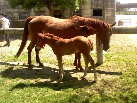 Horses - horses, foal, mare, foaling