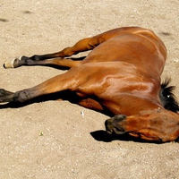 Sleeping Horse