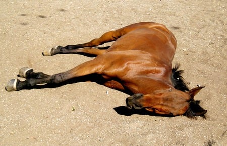 Sleeping Horse - sleeping horses, ponies, sand, nature, horses, wild horses, hooves, brown horses, animals, animals sleeping