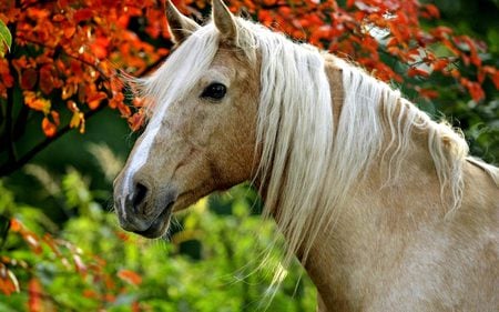 Palomino - nature, palonino, ponies, animals