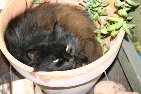 Mrs B the flower pot kitty - flower pot, mrs b, black cat, kitty