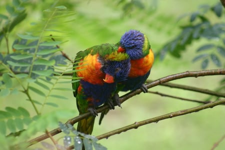 Rainbow Lorikeets for Jackie,Cat-Lover - rainbow, friends, happiness is, lorikeets