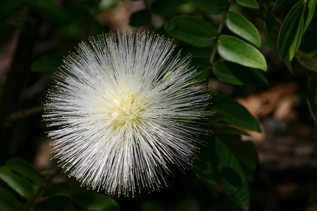 White  flower - white, pretty, flower, soft