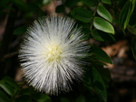 White  flower