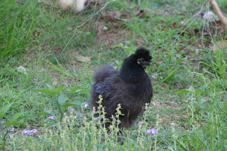 Silky Chicken - chicken, black, silky, hen