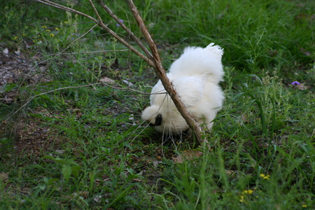 white silky hen - white, fluffy, silky, hen