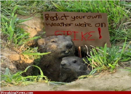 Groundhog Strike - placard, groundhog, burrow, strike