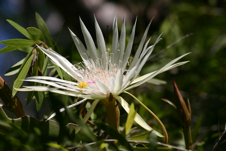 white cacti flower - big, white, flower, cacti