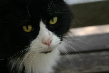 Chubs - chubs, black and white, friend, furry